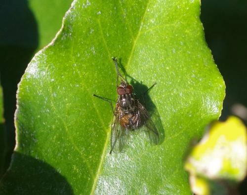 Phaonia subventa